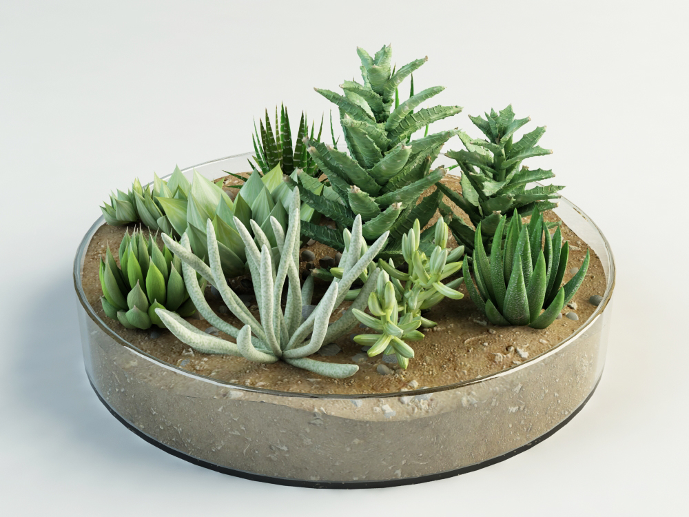 images/goods_img/202105073/succulent composition plants cacti/2.jpg